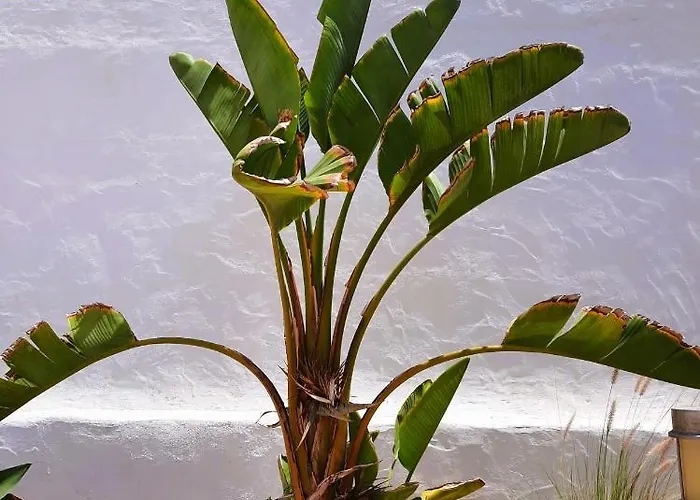 Casa Vivi Fuerteventura